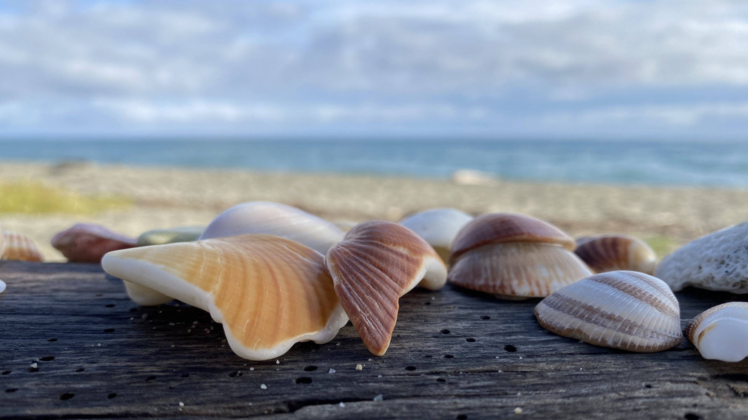 Lichtnüsslein sammeln