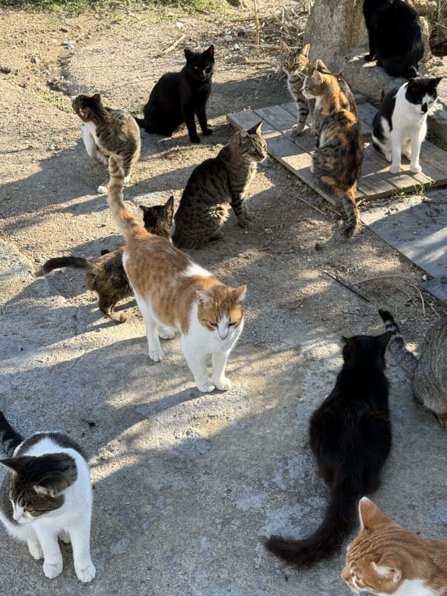 Warum ich heute mehr denn je auf eine eigene Community-Plattform setze – und warum ich sie mit voller Überzeugung weiterempfehle